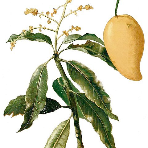 Mangifera sylvatica unspecified picture