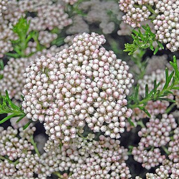 Ozothamnus rosmarinifolius unspecified picture