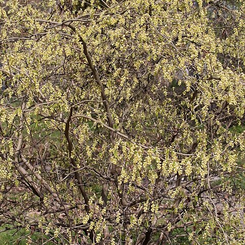 Corylopsis glabrescens unspecified picture