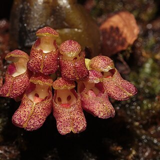 Bulbophyllum socordine unspecified picture