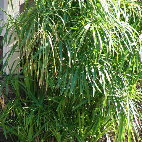 Cyperus alternifolius subsp. flabelliformis unspecified picture