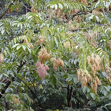 Terminalia myriocarpa unspecified picture