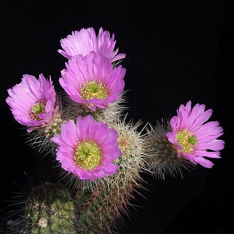 Echinocereus spinigemmatus unspecified picture