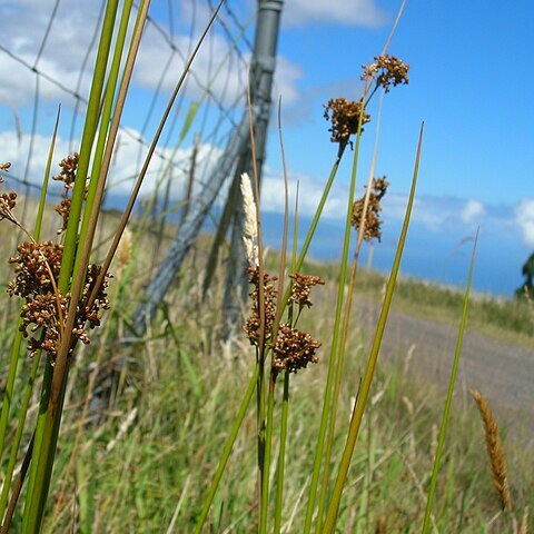 Juncus polyanthemus unspecified picture