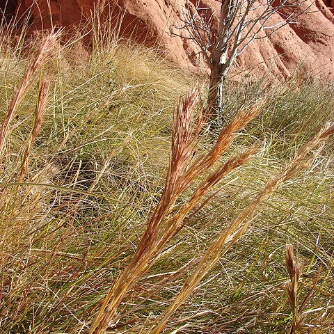 Andropogon glomeratus unspecified picture