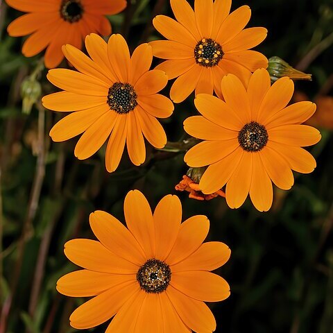 Osteospermum hyoseroides unspecified picture