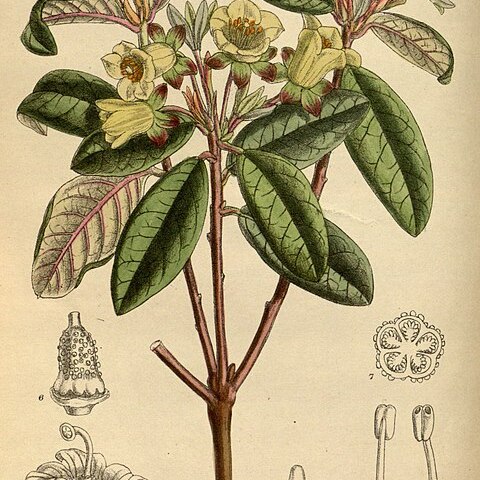 Rhododendron brachyanthum unspecified picture