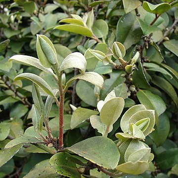 Diospyros sandwicensis unspecified picture