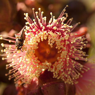 Eucalyptus kingsmillii unspecified picture