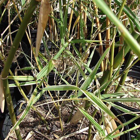 Bambusa glaucophylla unspecified picture