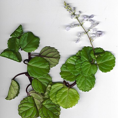 Plectranthus verticillatus unspecified picture