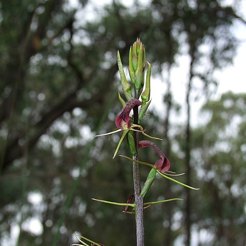 Cryptostylis leptochila unspecified picture