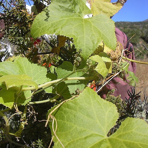 Sicyos macrophyllus unspecified picture