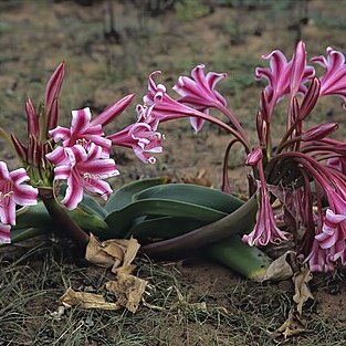 Crinum stuhlmannii unspecified picture