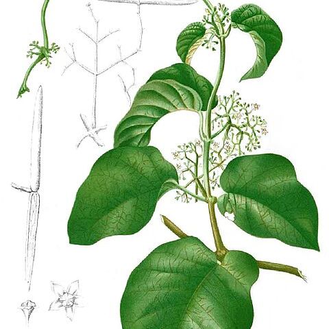 Streptocaulon unspecified picture