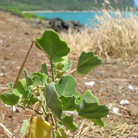 Chenopodium oahuense unspecified picture