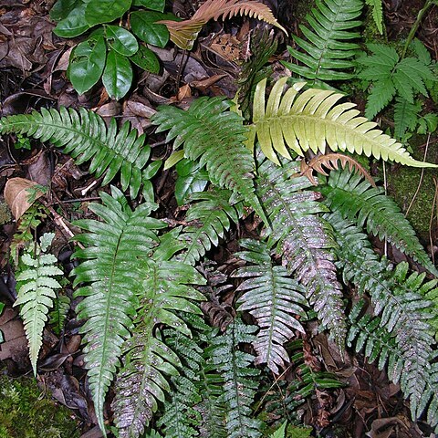 Blechnum appendiculatum unspecified picture