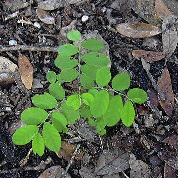 Phyllanthus debilis unspecified picture