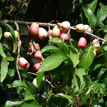 Syzygium unspecified picture