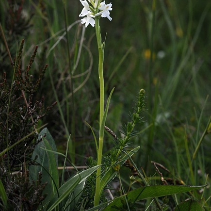 Dactylorhiza fuchsii subsp. okellyi unspecified picture