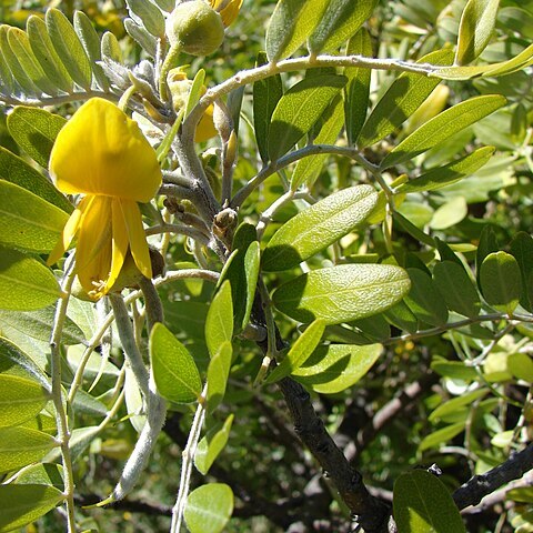 Sophora unspecified picture