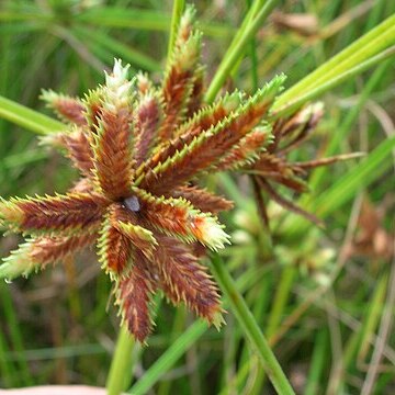 Cyperus trachysanthos unspecified picture