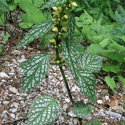 Lamium galeobdolon subsp. argentatum unspecified picture