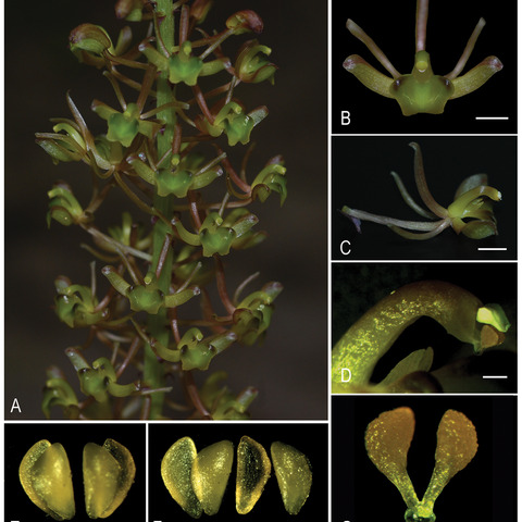 Liparis pingxiangensis unspecified picture