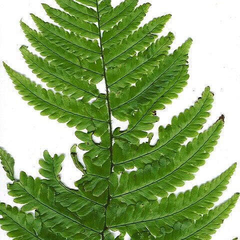 Dryopteris fuscoatra var. lamoureuxii unspecified picture