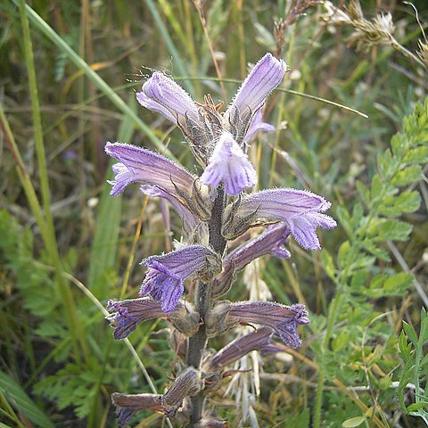 Orobanche unspecified picture