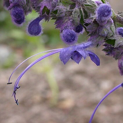 Trichostema unspecified picture