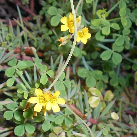 Oxalis ptychoclada unspecified picture