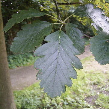 Sorbus intermedia unspecified picture