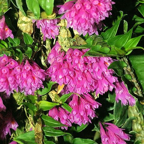 Dendrobium dichaeoides unspecified picture