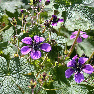 Geranium procurrens unspecified picture