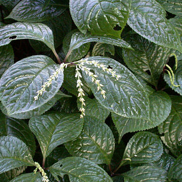 Chloranthus oldhamii unspecified picture