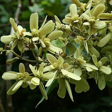 Tetrapterys discolor unspecified picture