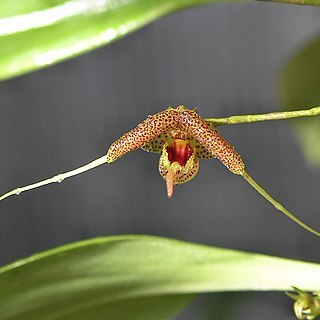 Scaphosepalum swertiifolium unspecified picture