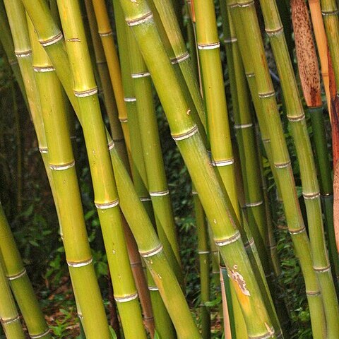 Phyllostachys bambusoides unspecified picture