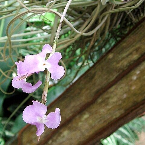 Tillandsia streptocarpa unspecified picture