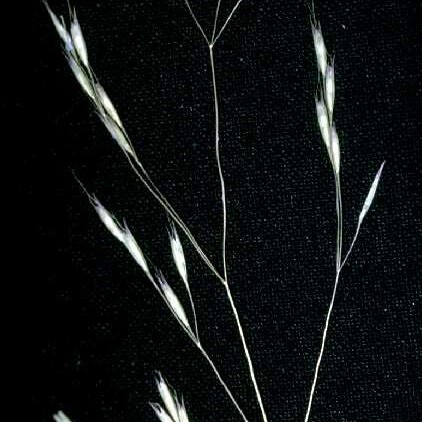 Deschampsia danthonioides unspecified picture