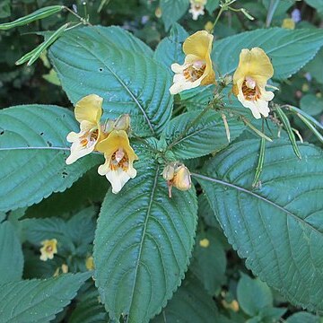 Impatiens edgeworthii unspecified picture