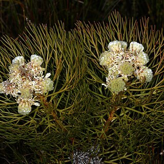 Serruria glomerata unspecified picture