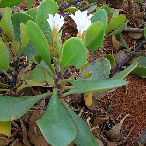 Scaevola coriacea unspecified picture