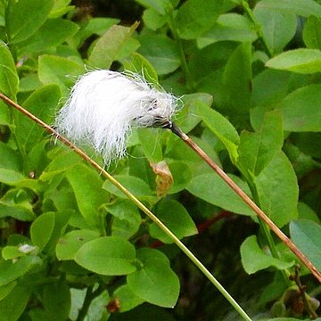 Eriophorum chamissonis unspecified picture