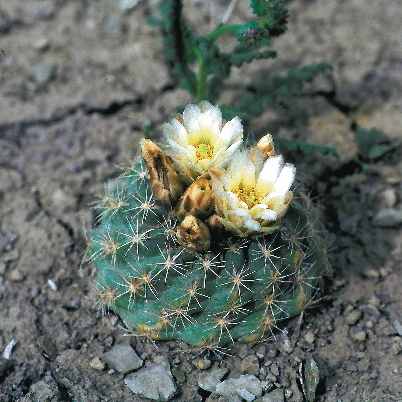 Sclerocactus mesae-verdae unspecified picture