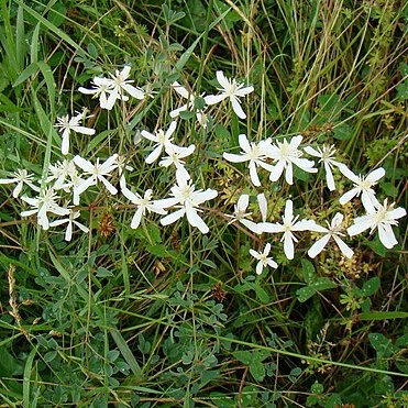 Clematis pseudoflammula unspecified picture