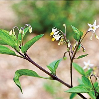 Solanum umalilaense unspecified picture