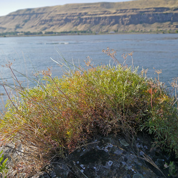 Lomatium laevigatum unspecified picture