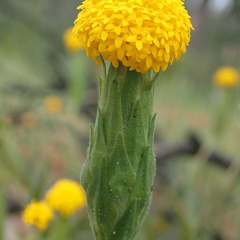 Podotheca gnaphalioides unspecified picture